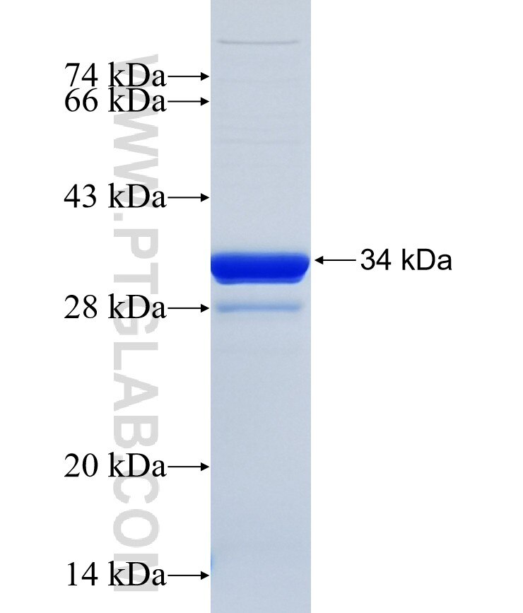 VPS37D fusion protein Ag24930 SDS-PAGE