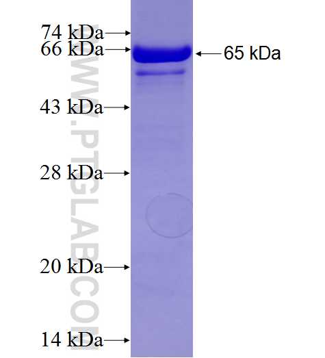 VPS39 fusion protein Ag9267 SDS-PAGE