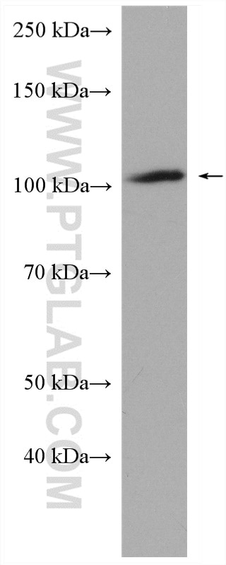 Western Blot (WB) analysis of RAW 264.7 cells using VPS41 Polyclonal antibody (13869-1-AP)