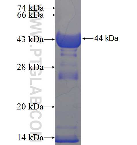 VPS41 fusion protein Ag5001 SDS-PAGE