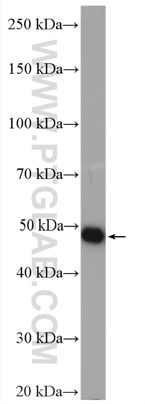 WB analysis of SMMC-7721 using 14272-1-AP