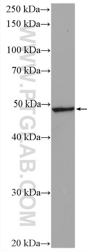 Western Blot (WB) analysis of HepG2 cells using VPS4A Polyclonal antibody (14272-1-AP)