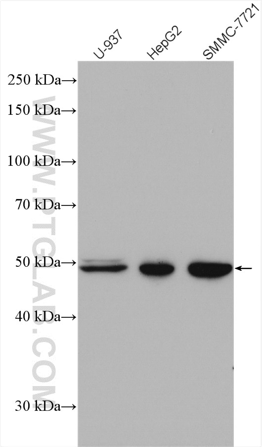 Western Blot (WB) analysis of various lysates using VPS4A Polyclonal antibody (14272-1-AP)