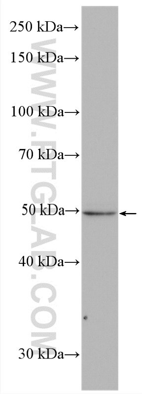Western Blot (WB) analysis of SMMC-7721 cells using VPS4A Polyclonal antibody (14272-1-AP)