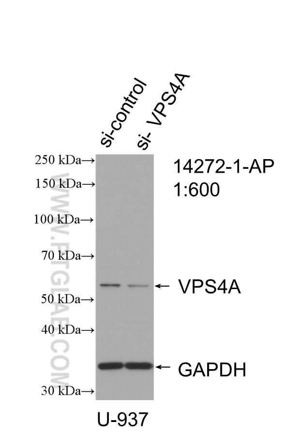 Western Blot (WB) analysis of U-937 cells using VPS4A Polyclonal antibody (14272-1-AP)