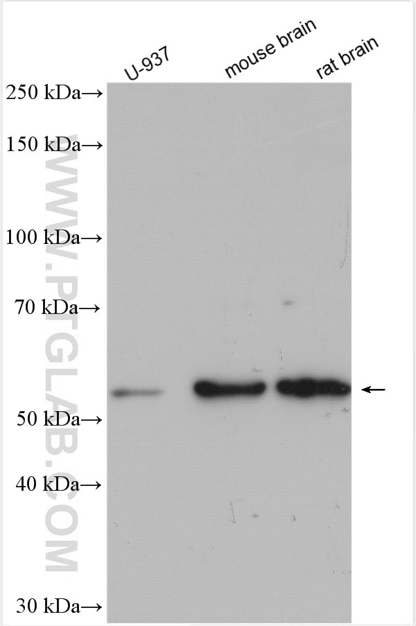 Western Blot (WB) analysis of various lysates using VPS4A Polyclonal antibody (14272-1-AP)