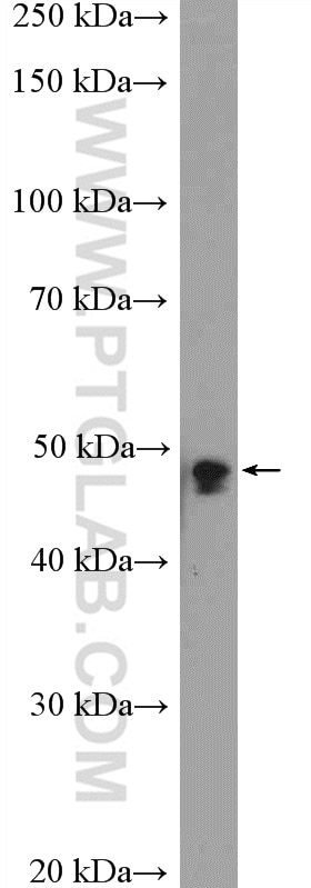 VPS4A Polyclonal antibody