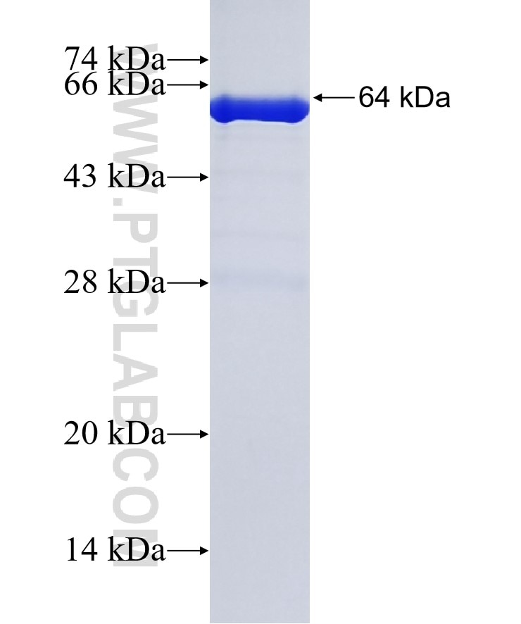 VPS4A fusion protein Ag5592 SDS-PAGE