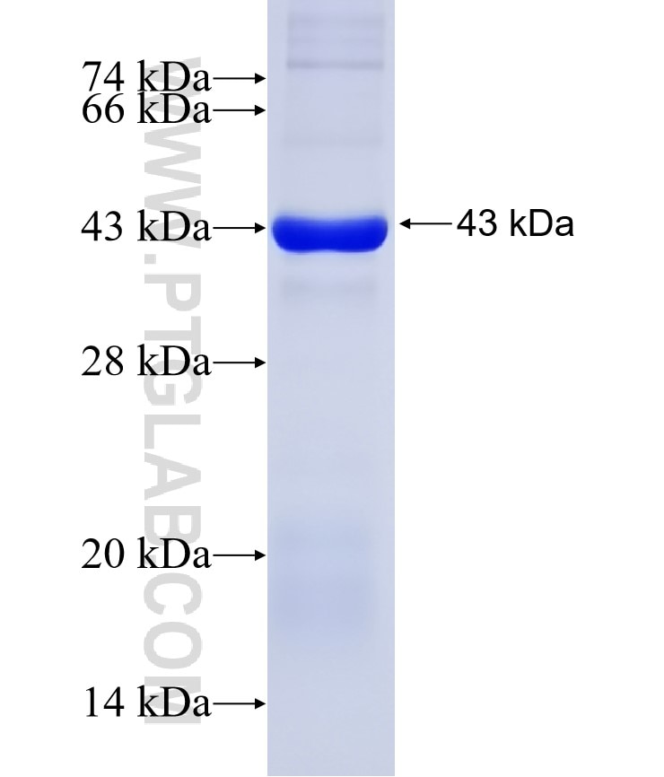 VPS4A fusion protein Ag5947 SDS-PAGE
