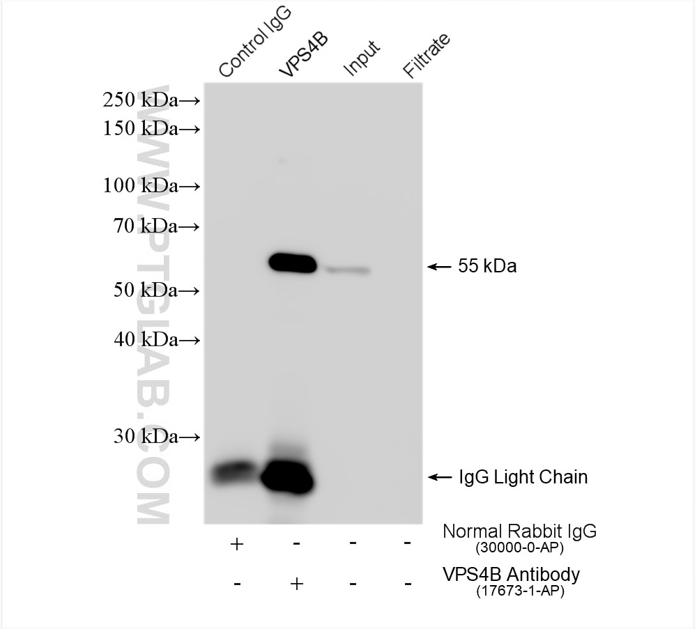 Immunoprecipitation (IP) experiment of HeLa cells using VPS4A/B Polyclonal antibody (17673-1-AP)