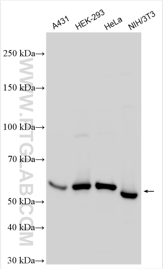 Western Blot (WB) analysis of various lysates using VPS4A/B Polyclonal antibody (17673-1-AP)