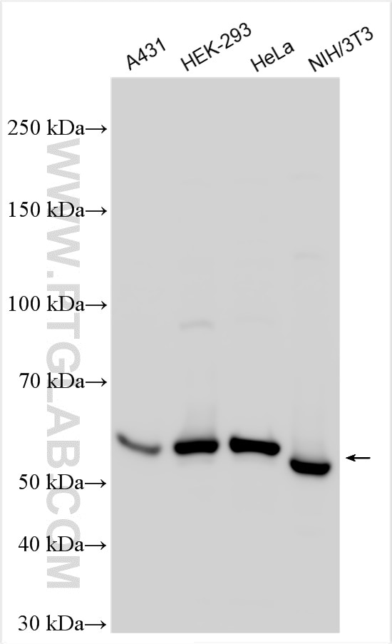 WB analysis using 17673-1-AP