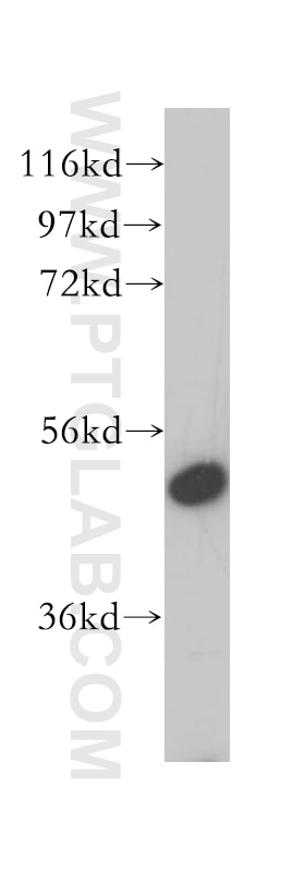 Western Blot (WB) analysis of Y79 cells using VPS4A/B Polyclonal antibody (17673-1-AP)
