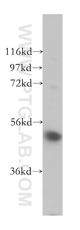 Western Blot (WB) analysis of HeLa cells using VPS4A/B Polyclonal antibody (17673-1-AP)