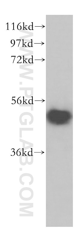 Western Blot (WB) analysis of HEK-293 cells using VPS4A/B Polyclonal antibody (17673-1-AP)