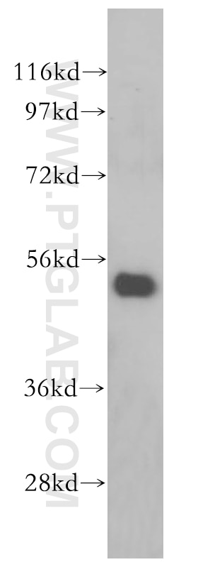 Western Blot (WB) analysis of HepG2 cells using VPS4A/B Polyclonal antibody (17673-1-AP)