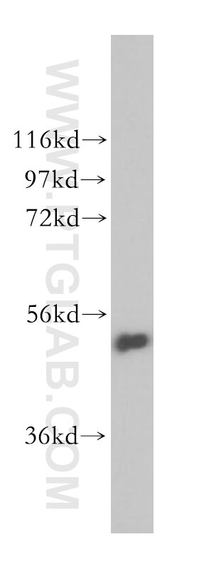 Western Blot (WB) analysis of A431 cells using VPS4A/B Polyclonal antibody (17673-1-AP)