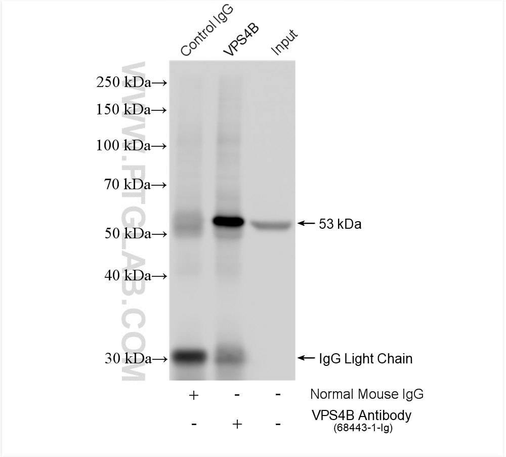 Immunoprecipitation (IP) experiment of HeLa cells using VPS4B Monoclonal antibody (68443-1-Ig)