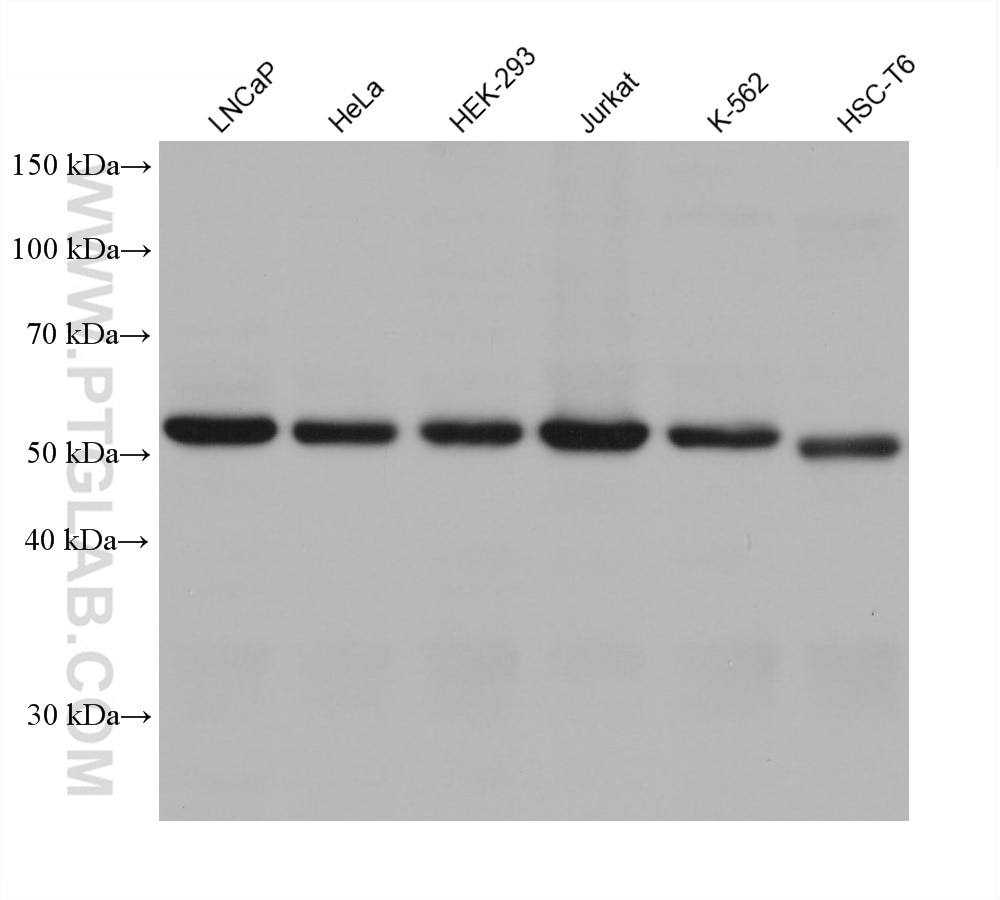 Western Blot (WB) analysis of various lysates using VPS4B Monoclonal antibody (68443-1-Ig)