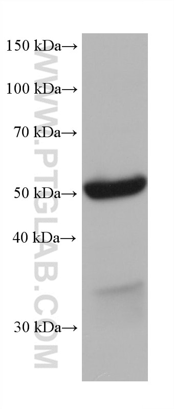 Western Blot (WB) analysis of NIH/3T3 cells using VPS4B Monoclonal antibody (68443-1-Ig)