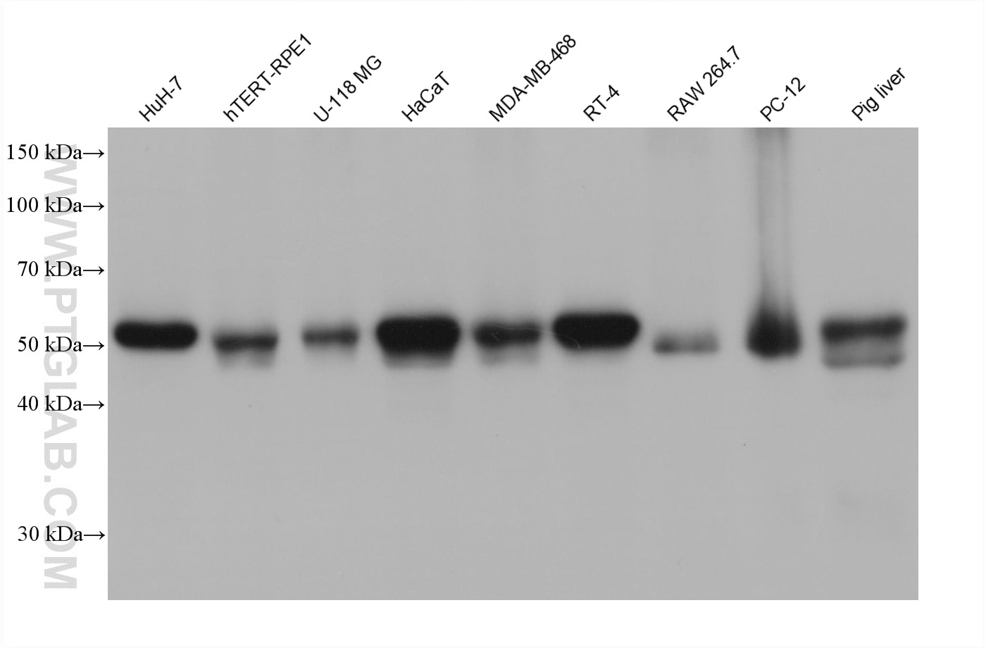 WB analysis using 68443-1-Ig Western Blot (WB) analysis of various lysates using VPS4B Monoclonal antibody (68443-1-Ig)