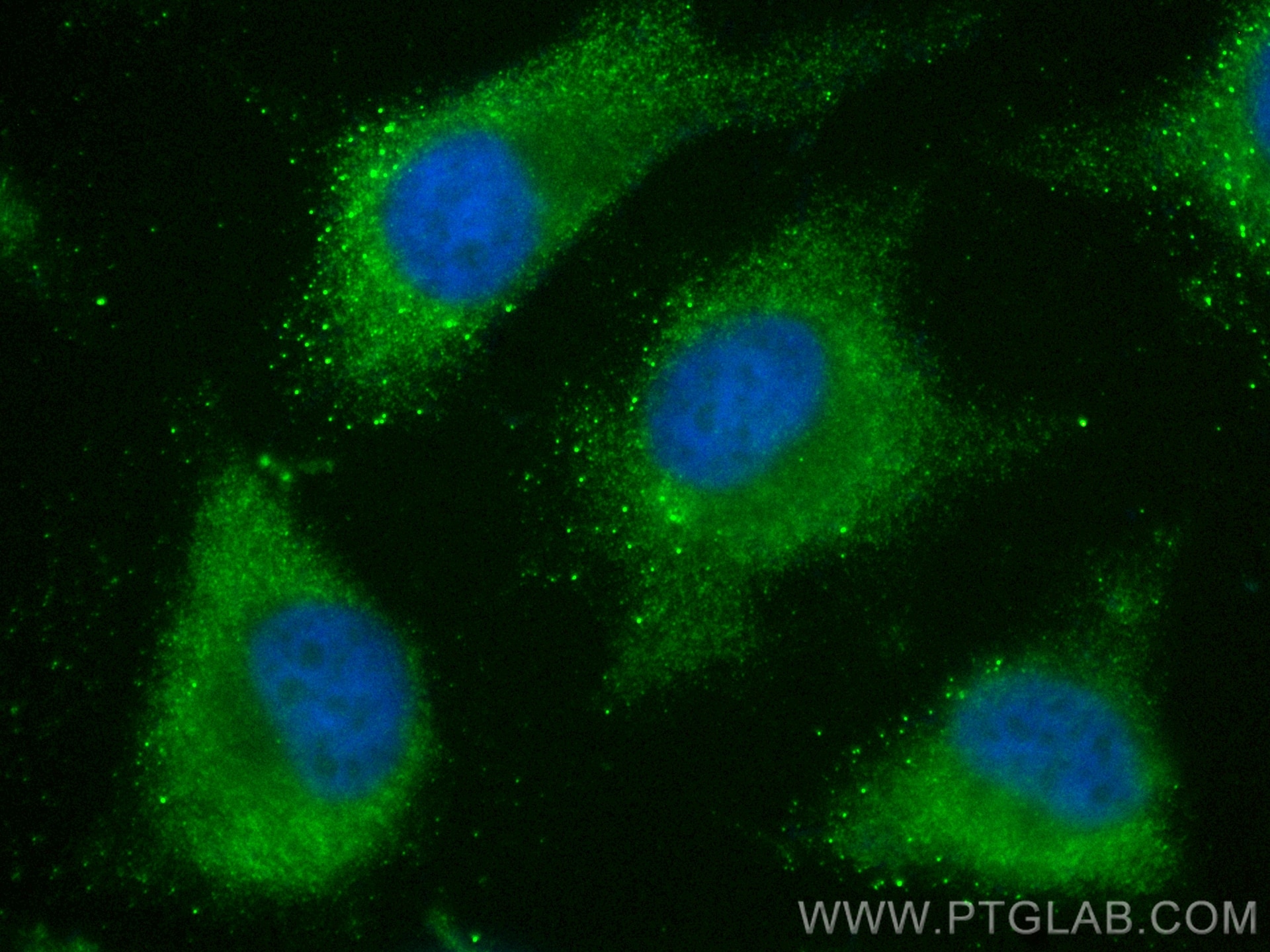 IF Staining of HeLa using CL488-68443