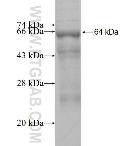 VPS52 fusion protein Ag2180 SDS-PAGE