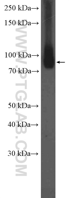 WB analysis of L02 using 12824-1-AP