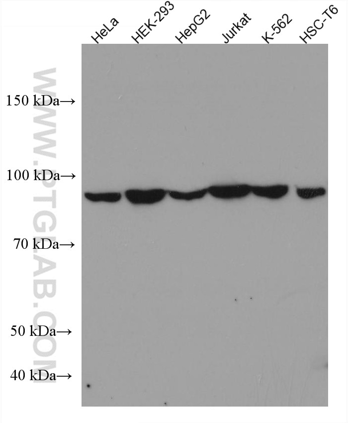 Western Blot (WB) analysis of various lysates using VPS53 Monoclonal antibody (67610-1-Ig)