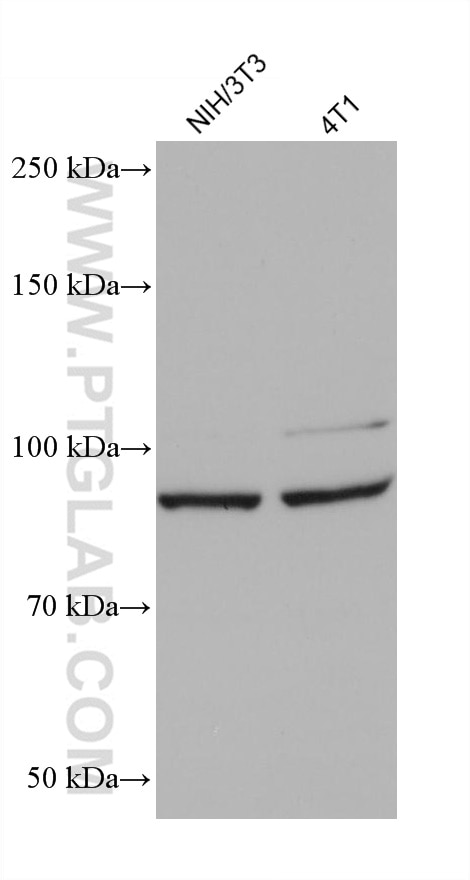 Western Blot (WB) analysis of various lysates using VPS53 Monoclonal antibody (67610-1-Ig)