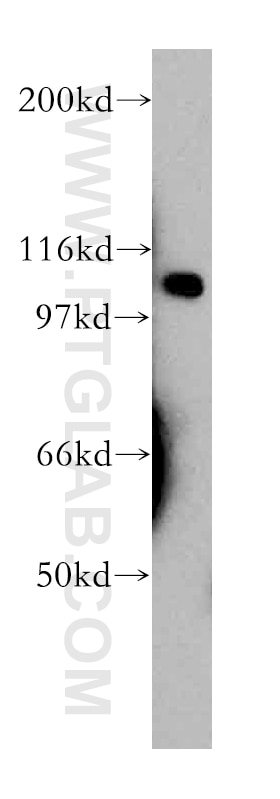 Western Blot (WB) analysis of human brain tissue using VPS54 Polyclonal antibody (13327-1-AP)