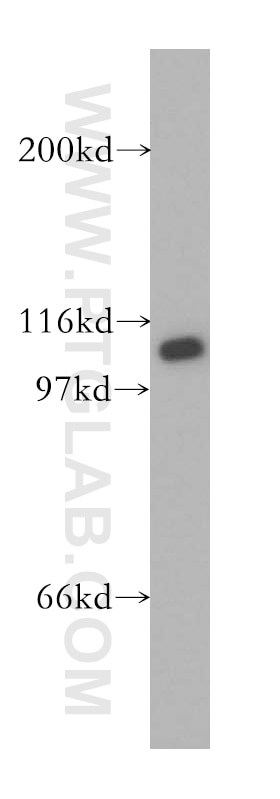 Western Blot (WB) analysis of human brain tissue using VPS54 Polyclonal antibody (13327-1-AP)