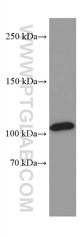 Western Blot (WB) analysis of SH-SY5Y cells using VPS54 Monoclonal antibody (67404-1-Ig)