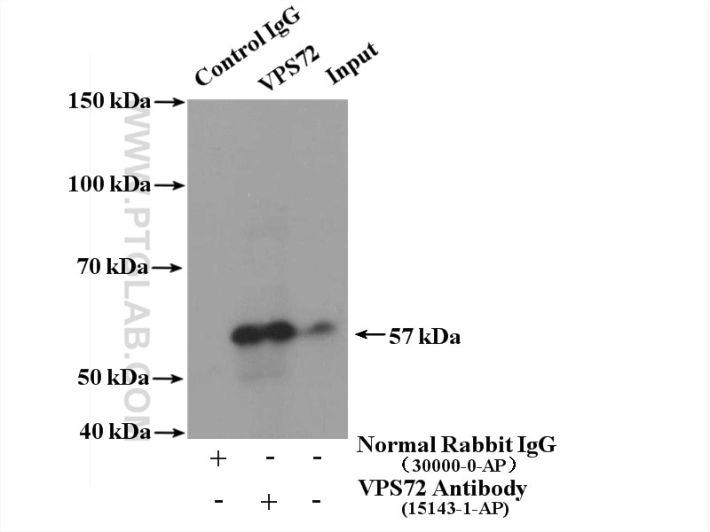 Immunoprecipitation (IP) experiment of NIH/3T3 cells using VPS72 Polyclonal antibody (15143-1-AP)