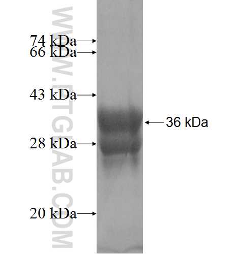 VPS8 fusion protein Ag7151 SDS-PAGE