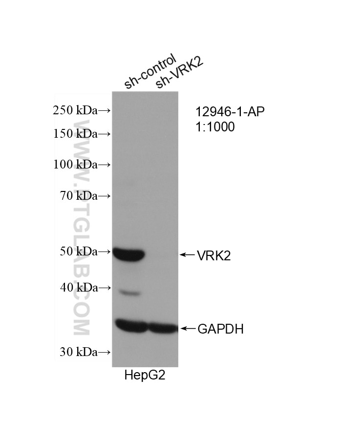 Western Blot (WB) analysis of HepG2 cells using VRK2 Polyclonal antibody (12946-1-AP)