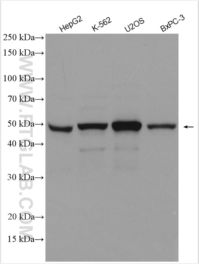 Western Blot (WB) analysis of various lysates using VRK2 Polyclonal antibody (12946-1-AP)
