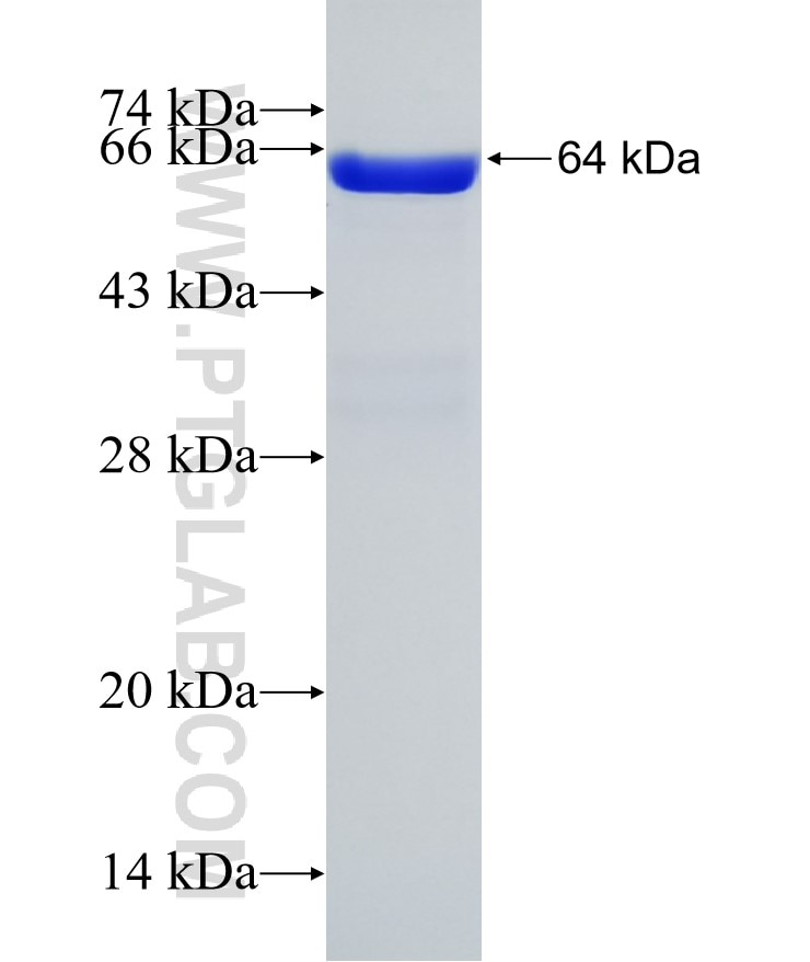 VRK2 fusion protein Ag4019 SDS-PAGE