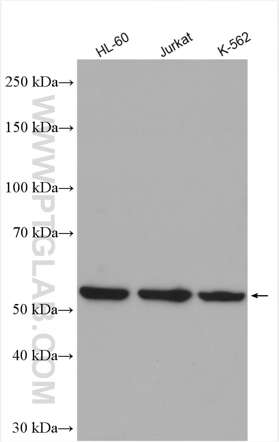 Western Blot (WB) analysis of various lysates using VRK3 Polyclonal antibody (15608-1-AP)