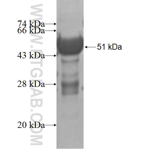 VSIG1 fusion protein Ag5314 SDS-PAGE