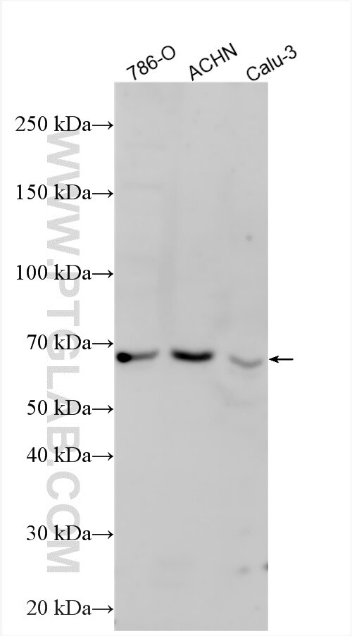WB analysis using 33200-1-AP Western Blot (WB) analysis of various lysates using VSIG10 Polyclonal antibody (33200-1-AP)
