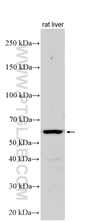 WB analysis using 33200-1-AP Western Blot (WB) analysis of various lysates using VSIG10 Polyclonal antibody (33200-1-AP)