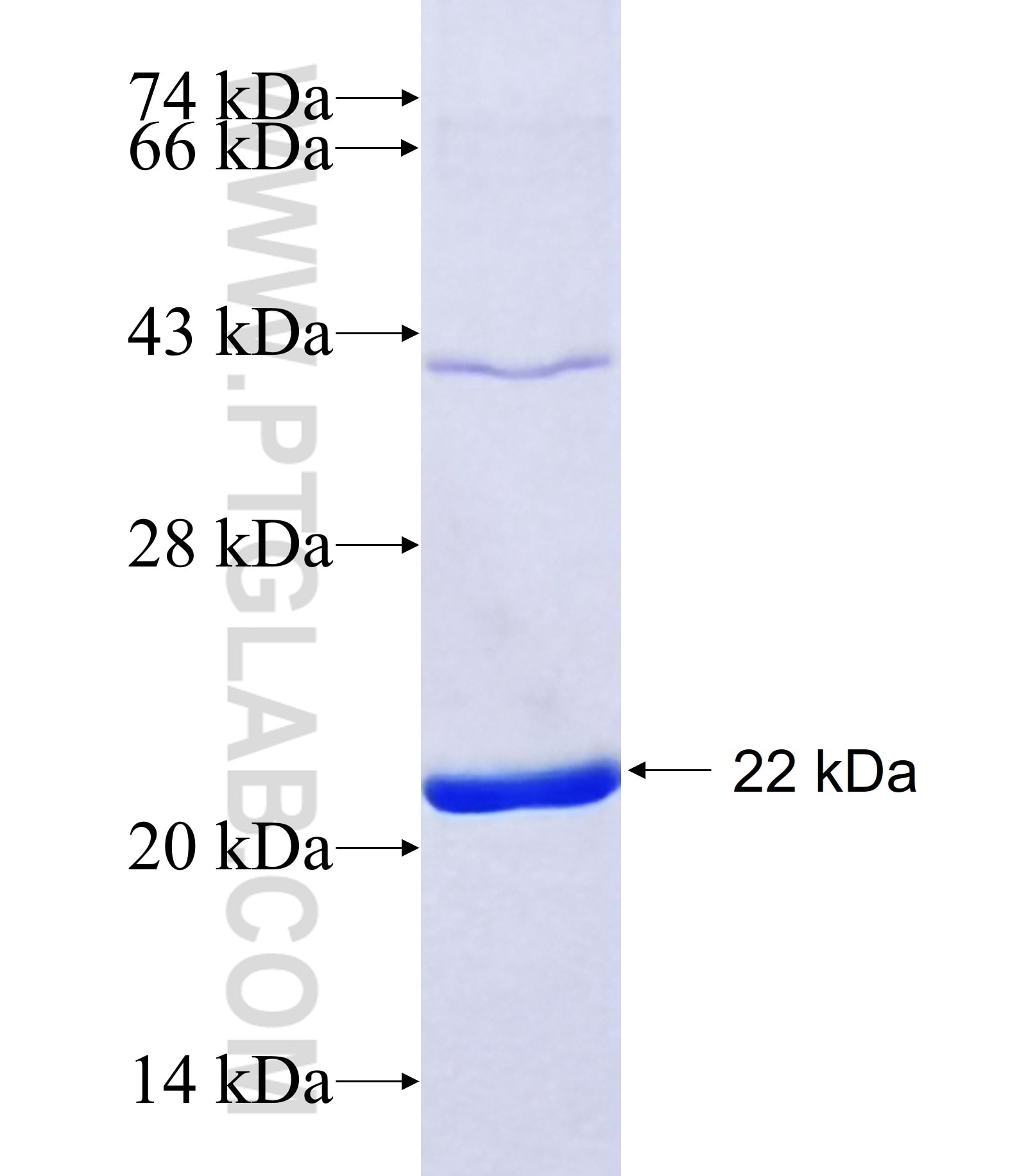 VSIG10L fusion protein Ag37561 SDS-PAGE VSIG10L fusion protein Ag37561 SDS-PAGE
