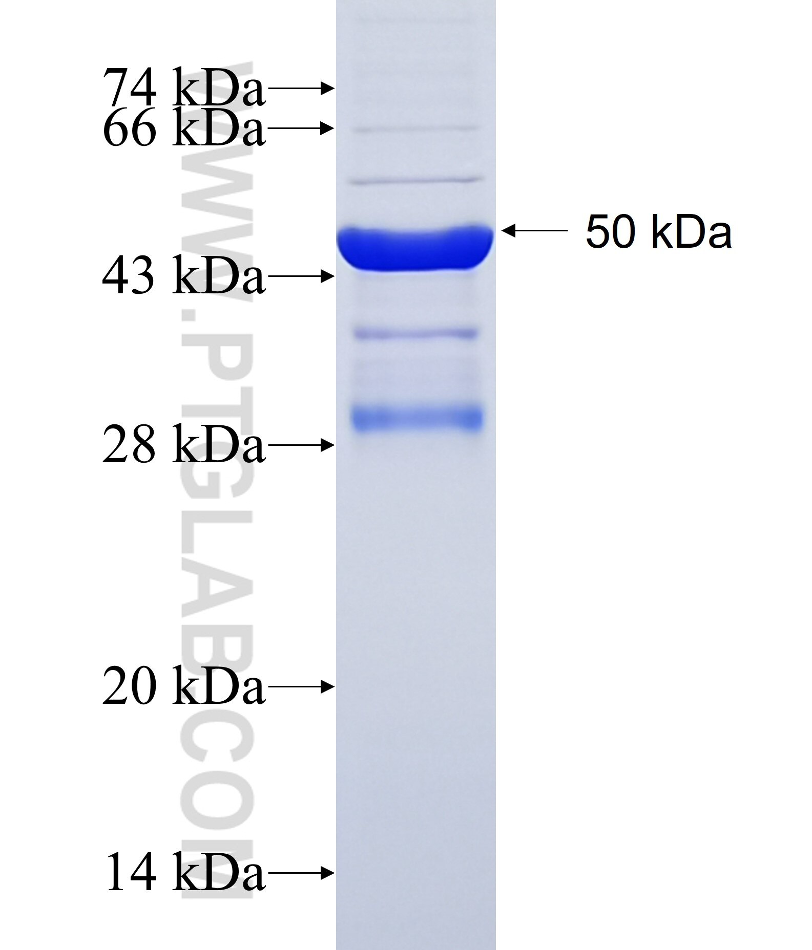 VSIG2 fusion protein Ag14342 SDS-PAGE