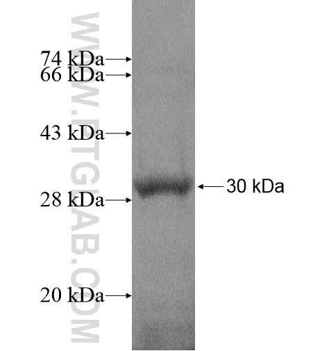 VSIG2 fusion protein Ag15221 SDS-PAGE