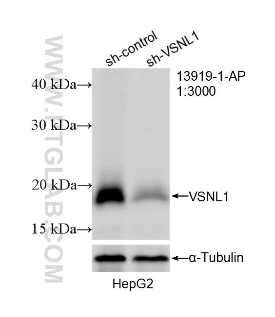 Western Blot (WB) analysis of HepG2 cells using VILIP1 Polyclonal antibody (13919-1-AP)