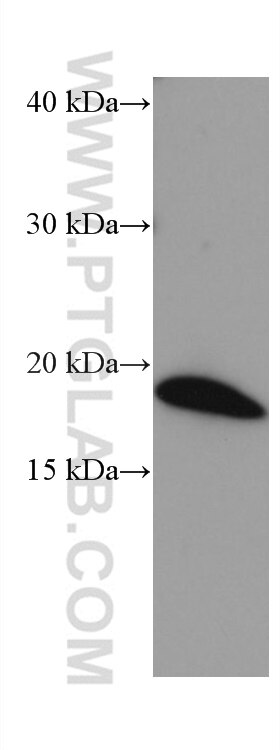 WB analysis of rat brain using 67134-1-Ig