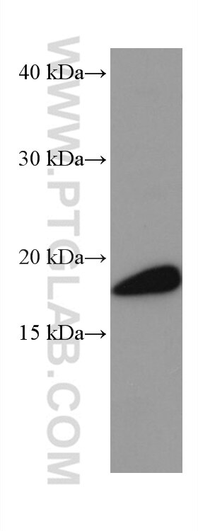 Western Blot (WB) analysis of mouse brain tissue using VSNL1 Monoclonal antibody (67134-1-Ig)