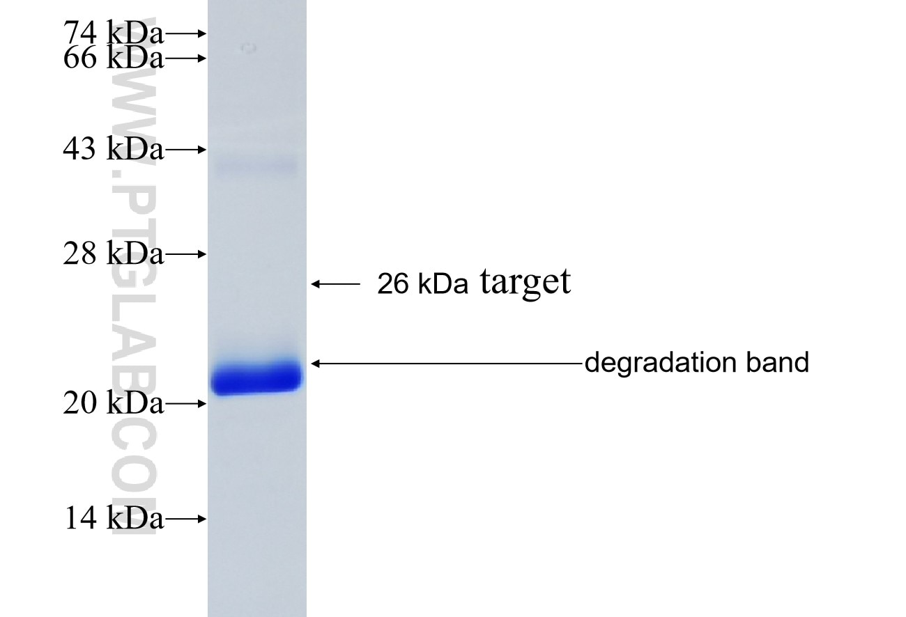 VSNL1 fusion protein Ag4923 SDS-PAGE