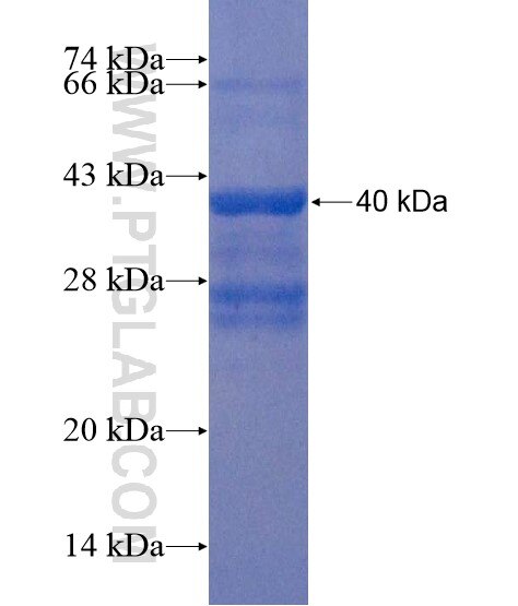 VSTM2L fusion protein Ag22292 SDS-PAGE